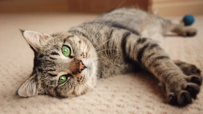 Discover the Reasons Behind Your Cat’s Napping Habit